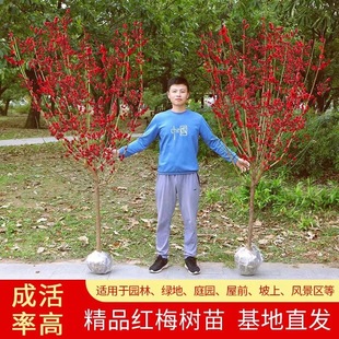 �ͺ��t÷���������ͥԺ�������ļ�����ֲ�����t÷�D÷�G÷����