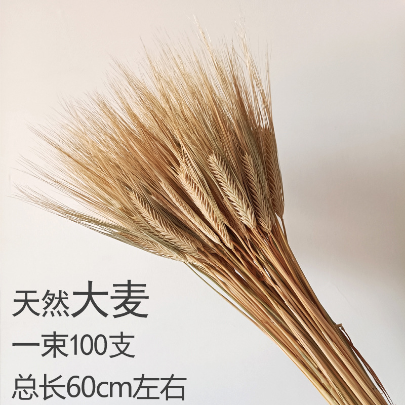 카키 오리지널 컬러 보리 100개