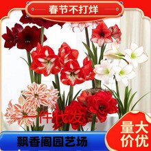 ��피t�N�������M���ذ����피t��ɫ�ļ��_�����B�̨ͥԺ��피t