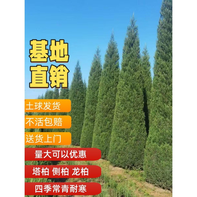 塔柏树苗松柏树苗侧柏树苗龙柏树苗植物节塔松圆柏绿化树四季常青
