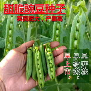 ����㶹�N�ѷN���m���㶹��N��������̖�߲���˷N�Ӵ������l