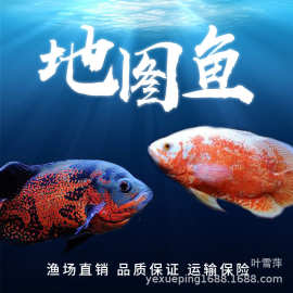地图鱼白地图黑地图中大型热带淡水观赏鱼活体猪仔鱼活体招财风水