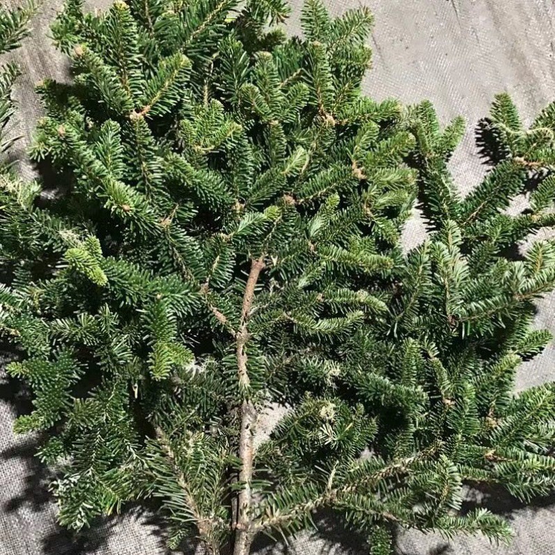 輸入の新鮮な諾貝松クリスマスツリーの花輪天竺少女柳杉蓬莱真松枝クリスマス装飾緑植|undefined