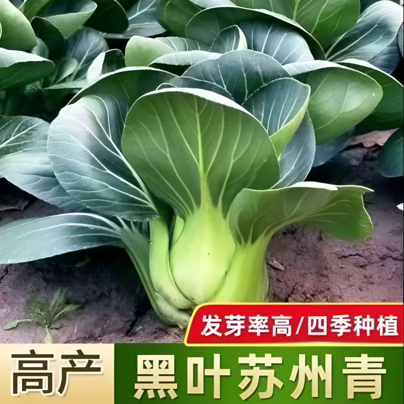 黑大头矮脚苏州青新鲜青梗菜叶菜让软糯香甜小白菜四季播蔬菜