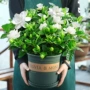 四季盆栽浓香型植物栀子花
