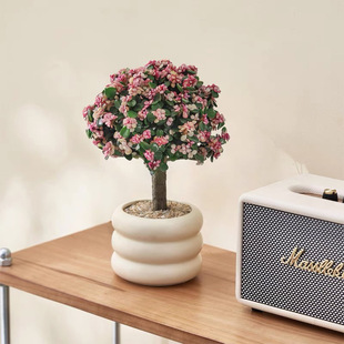 Golden Branch Jade Leaf Lollipop Big Old Pile Succulent Plant Dancing Joy Radiation Protection Formaldehyde Absorption Living Room Green Plant Flower