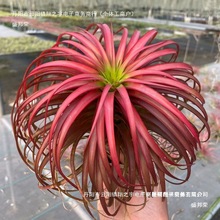 �S��ֱ�N�՚��P��o��ֲ��Gֲ�t�S�Gؐ��������ɯ ����