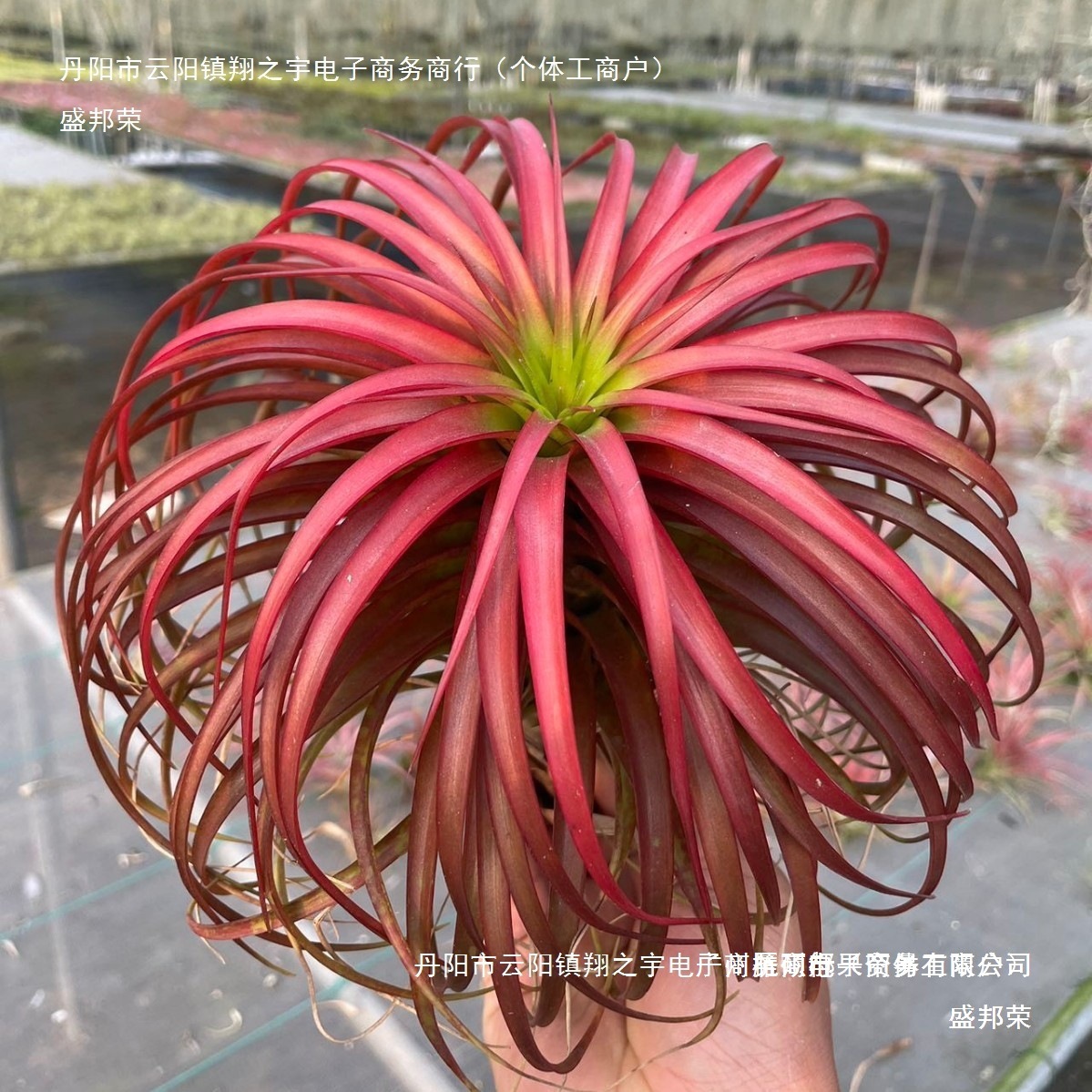 厂家直销空气凤梨无土植物绿植红黄绿贝可利美杜莎 花卉