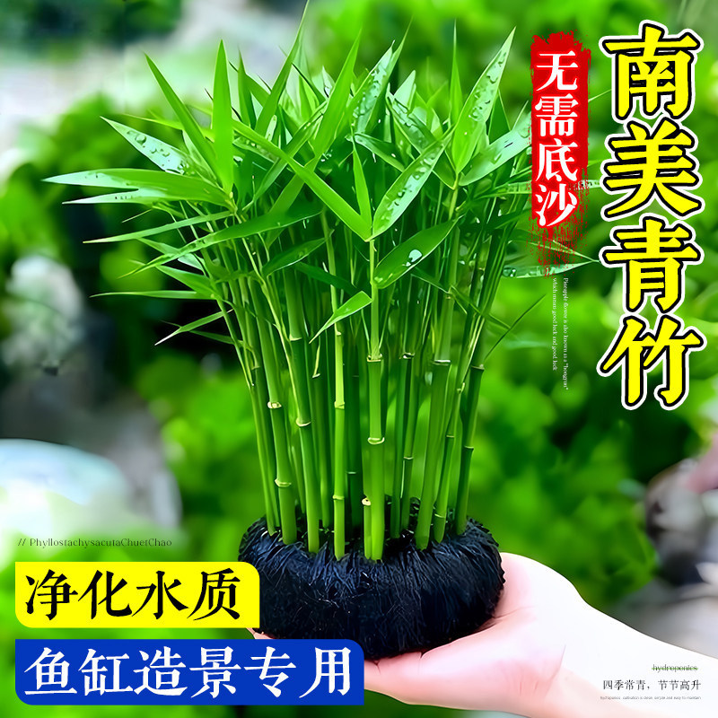 青竹水草植物真草鱼缸水草造景鱼草缸绿植活净水新手懒人养鱼后景