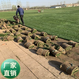 种子;草种子;草坪