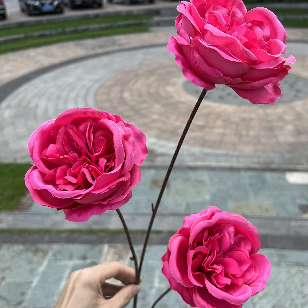 3-cabeza Austin Rose Red