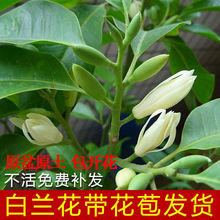 白兰花盆栽正宗嫁接白玉兰树苗四季开花大苗庭院阳台植物室内浓香