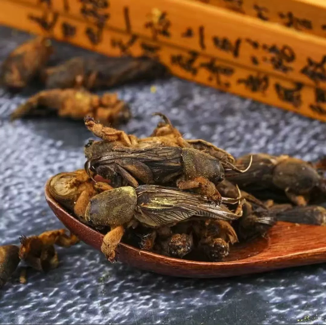 Lou Gu Dried (Gryllotalpa orientalis) — Whole Dried Mole Cricket, Traditional Herbal Material 500g key features