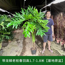 ���[�Ϙ����������҃ȴ��ͱ��W�W�t�Gֲ�͏d���״��^�~ֲ�������