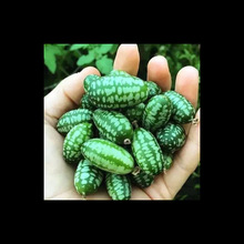 进口迷你拇指西瓜种子春夏秋冬四季水果种籽盆栽阳台蔬菜种子易种