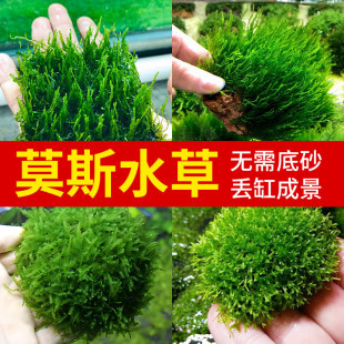Ī˹ˮ��ֲ���~�׃���ˮ�|��ˮ���쾰���Ľ˹ˮ��ǰ��ɺ��Ī˹��