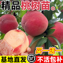 ����ˮ���Ҙ���޽��S�Ҙ��m�䮔��Y���Ϸ������Nֲ�����Ҙ����