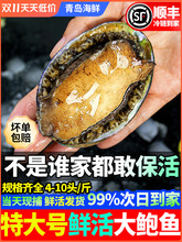 青岛新鲜鲍鱼鲜活海鲜水产生鲜活特大加热即食干小鲍鱼捞汁饭