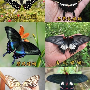 ����Ӽ�ɷ����J���������w���P���P������Ӽ������Ӽ��ͯ����