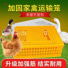 加厚鸽鸡鸭鹅家禽运输笼耐老化工程塑料鸡笼周箱筐信鸽子训放飞笼