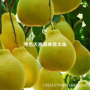 ��Ʒ�N��z��������������֘���޽����Ә��������֘��箔��Y��