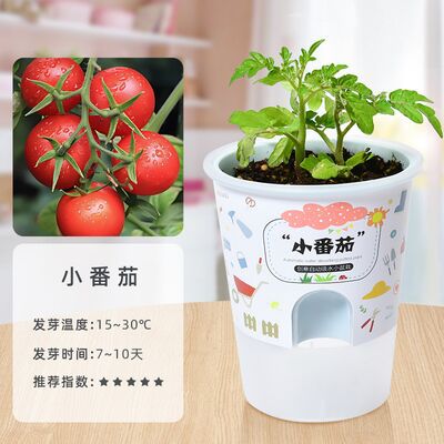 Niños crecen pequeñas plantas de maceta estudiantes de observación de girasol fresas diy juguetes adornos de mesa al por mayor