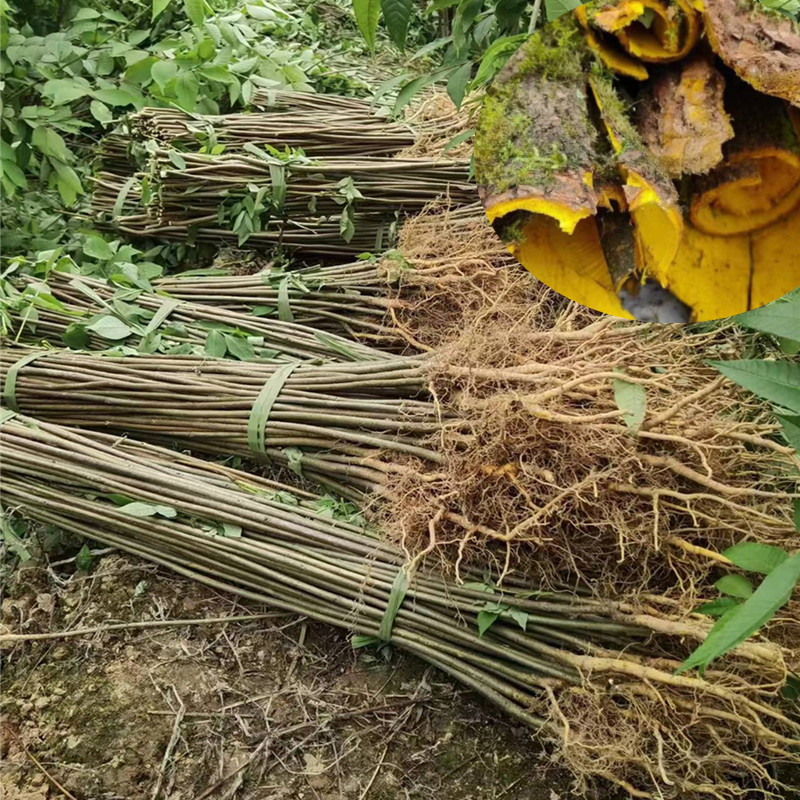 微信图片_20240606231526_副本