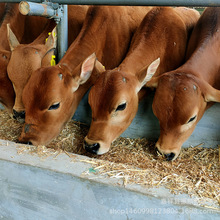 改良肉牛犊 杂交肉牛犊 鲁西黄牛养殖场哪里出售鲁西黄牛