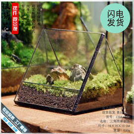 生态瓶雨林缸苔藓微景观造景玻璃花房子