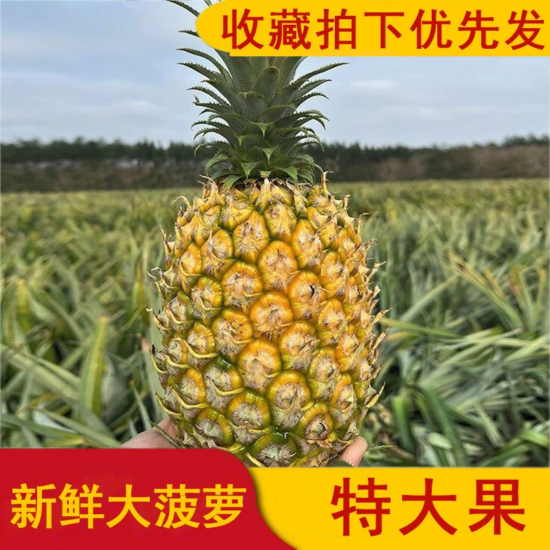 Свежий большой ананас, очень большой фрукт, золотое сахарное сердце в форме бриллианта, сезонные тропические фрукты и овощи.