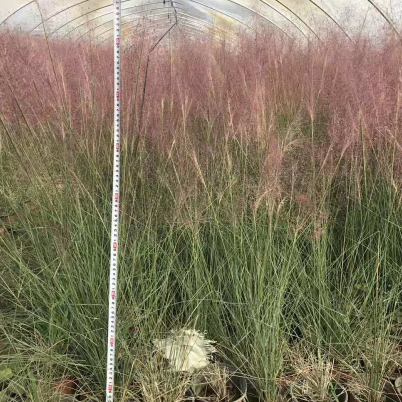 水生植物 粉黛乱子草 狼尾草 细叶芒 蒲苇 各种景区绿化 网红草-阿里巴巴