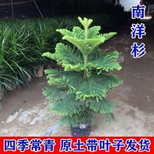 ����ɼ�����������ͺ������辰����ȩ���ܾGֲ�ļ������҃�����B