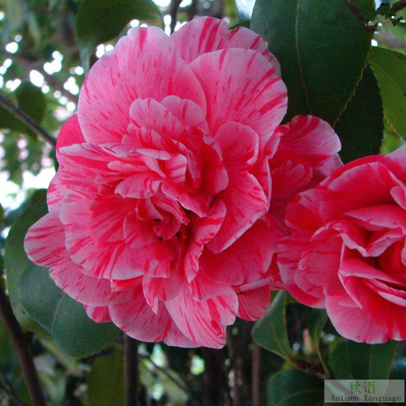 Las plantas en macetas de semillas de camelia se pueden sembrar en cuatro estaciones, 24 colores opcionales, 5 rosas Sai