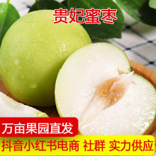 福建牛奶枣大青枣蜜枣水果新鲜甜脆枣子贵妃枣苹果枣多汁批发