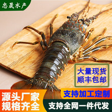 活冻小青龙越南生冻小青龙大龙虾大海虾海鲜鲜活水产农产品批发