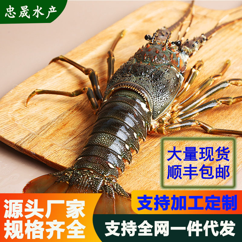 活冻小青龙越南生冻小青龙大龙虾大海虾海鲜鲜活水产农产品批发