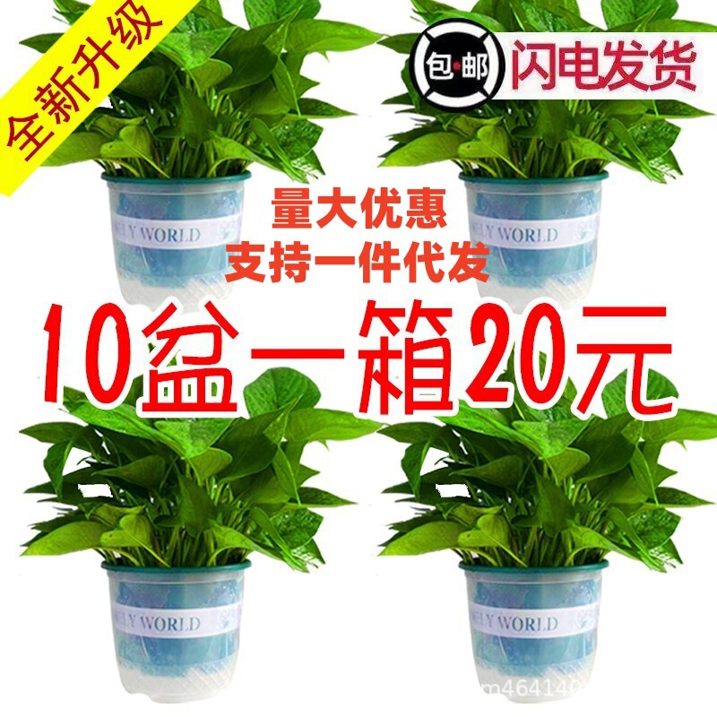 180 Green Pot Flower Green Plant Wholesale Chlorophyte Long Rattan Green Basket Small Potted Indoor Desktop Hydroponic Plant