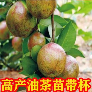 50 �ð��] �߮aԭ���Ͳ����������ɽ����玧�~���I�B�����