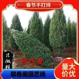 一件代发塔柏 蜀桧 墓地松扫墓松清明松柏树苗桧柏松柏树龙柏 工