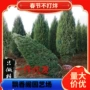 清明墓地树苗蜀桧