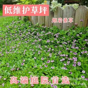 Jiyan Chui Grass Seedlings Lazy Lawn Courtyard Trampling Resistant Potted Garden Pink Flower Greening Cold-Resistant Climbing Vine Plant Good