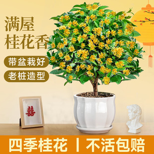 Four-Season Osmanthus Potted Saplings Danjin Gui Strong-Scented Type with Buds Indoor Balcony Courtyard Easy to Grow Florals and Green Plants