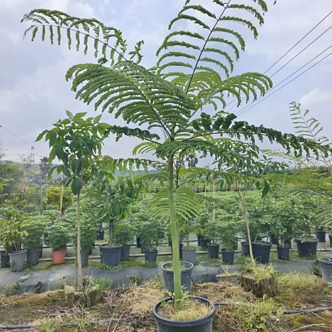 2305 питомник поставляет липкие листья