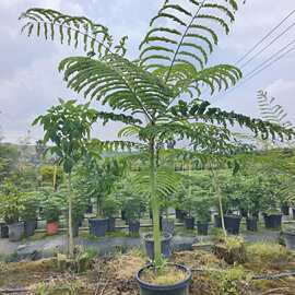 2305苗圃供应 粘叶豆 巴西豆树 2-3米高盆栽袋苗热带雨林风格