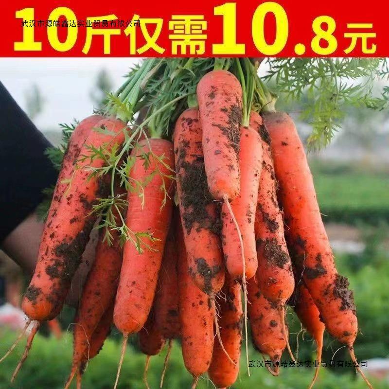 【现挖现发】胡萝卜10斤新鲜农家蔬菜脆甜沙地生红黄心胡罗卜包邮