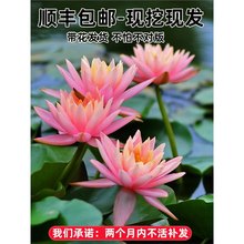 ˯ɏˮ��ֲ������ɏ�������ͺ��ɻ�ˮ�B���ܸ�����ɏ���o��ѿ�Nź