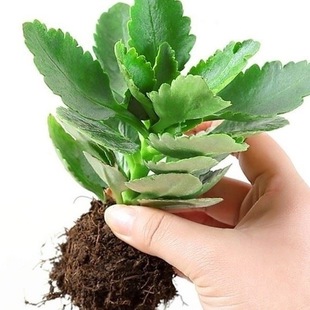 �L�ۻ�С������ذ�ΰ�󻨌m�������¹���L�ۻ����ļ��Gֲ����