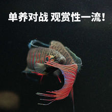 中国斗鱼巨普普叉免打氧小型耐活好养冷水鱼观赏鱼懒人鱼鸿运斗鱼