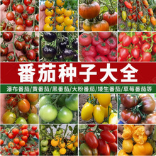 代发草莓番茄种子超甜番茄苗东北铁皮柿子种籽阳台大田春秋冬四季