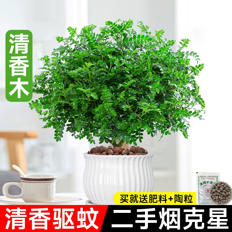 Аутентичные ароматные цветы в горшках из дерева перца, комнатные и уличные растения, отпугивающие комаров, трава, растение, отпугивающее насекомых, старый коврик, декоративные зеленые растения бонсай